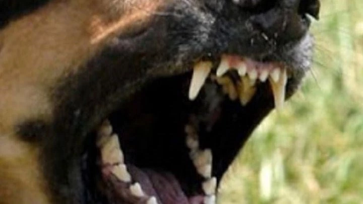 Σοκ στην Πτολεμαΐδα: Σκύλος επιτέθηκε και δάγκωσε 10χρονο στην κεντρική πλατεία (Βίντεο)